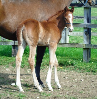 2019 colt by Farhh